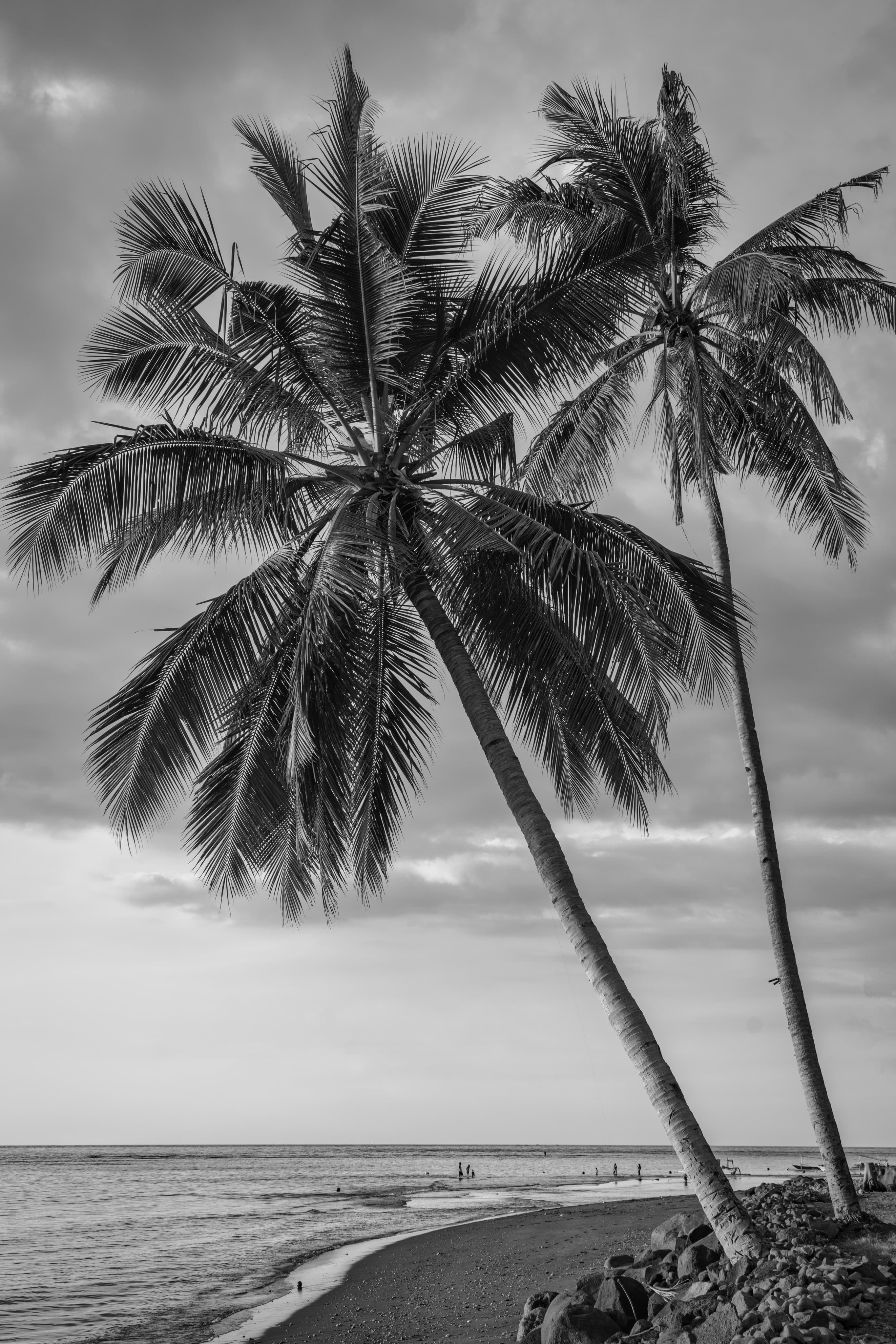 Palm tree by the sea